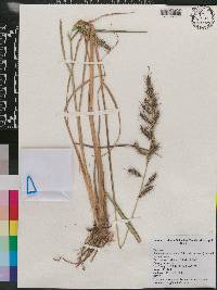 Echinochloa muricata var. muricata image