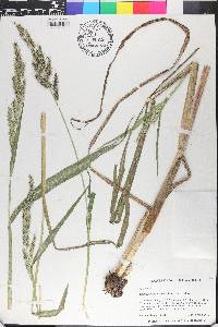 Echinochloa walteri image