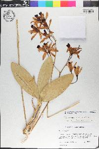 Myrmecophila thomsoniana var. thomsoniana image