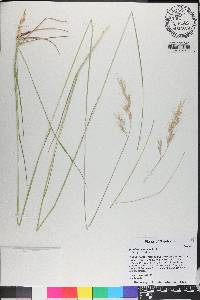 Danthonia sericea image