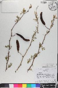 Acacia pinetorum image