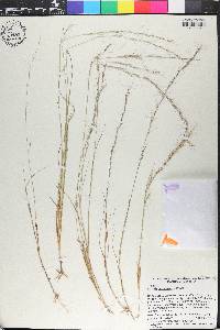 Aristida purpurascens image
