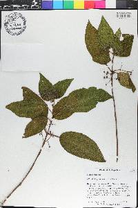 Miconia hispaniolica image