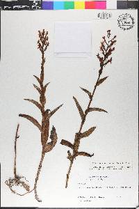 Habenaria monorrhiza image
