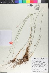 Juncus coriaceus image