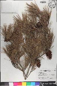 Pinus glabra image