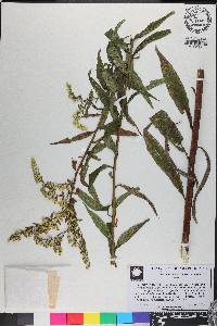 Solidago leavenworthii image