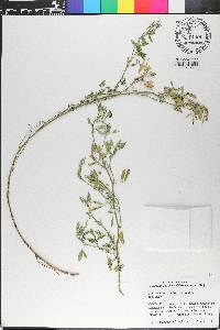 Medicago sativa subsp. caerulea image
