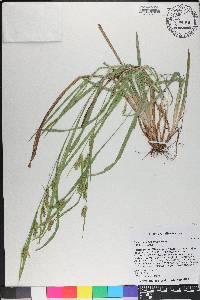 Carex flaccosperma image