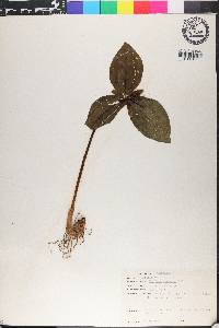 Trillium cuneatum image