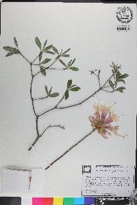 Rhododendron canescens image