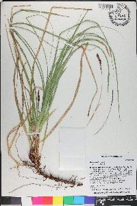 Carex picta image