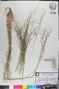 Piptochaetium avenaceum image