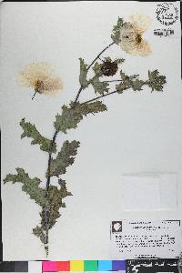 Argemone albiflora image