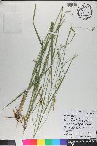 Carex turgescens image