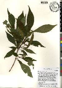 Psychotria nervosa image