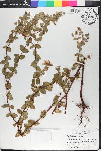 Hypericum tetrapetalum image
