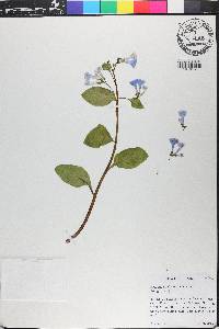 Mertensia virginica image