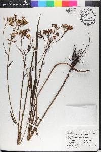 Arnoglossum ovatum image