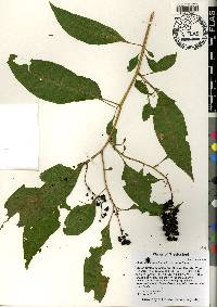 Phytolacca americana var. americana image