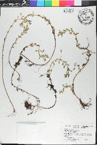 Bacopa monnieri image