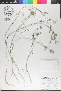 Medicago falcata image