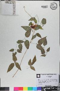 Clematis crispa image