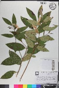 Leucothoe axillaris image