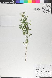 Medicago falcata image