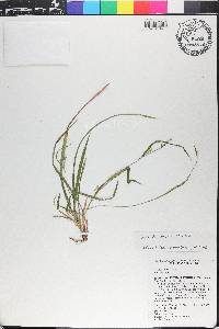 Carex chapmanii image