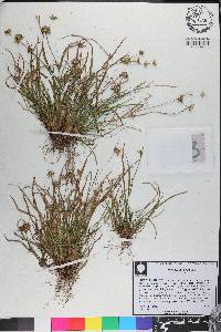 Juncus repens image