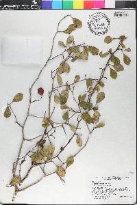 Crataegus michauxii image