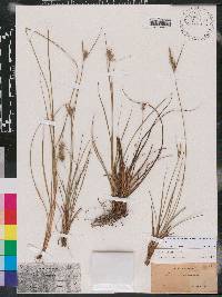 Carex tenax image