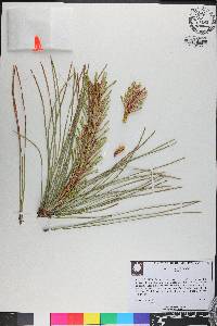 Pinus serotina image