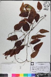 Smilax walteri image