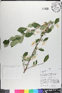 Styrax americanus image