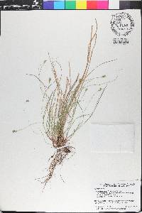 Carex emmonsii image