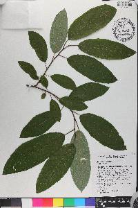 Salix floridana image