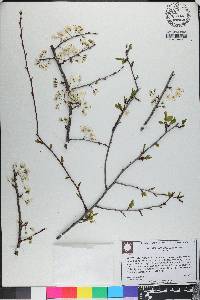 Prunus angustifolia image