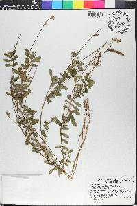 Tephrosia spicata image