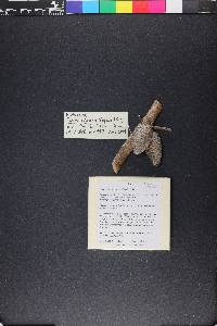 Pinus clausa image