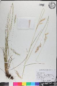 Danthonia epilis image