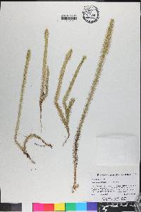 Lycopodiella alopecuroides image