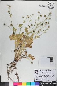 Ranunculus muricatus image