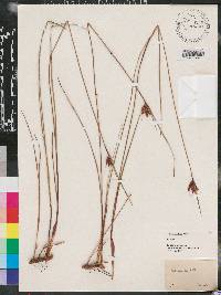 Scleria ciliata image