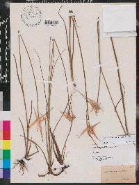 Dichromena latifolia image