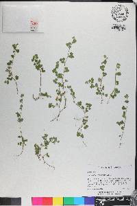 Desmodium triflorum image