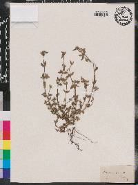 Oldenlandia glomerata image