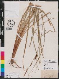 Carex striata image