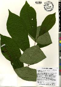 Asimina parviflora image